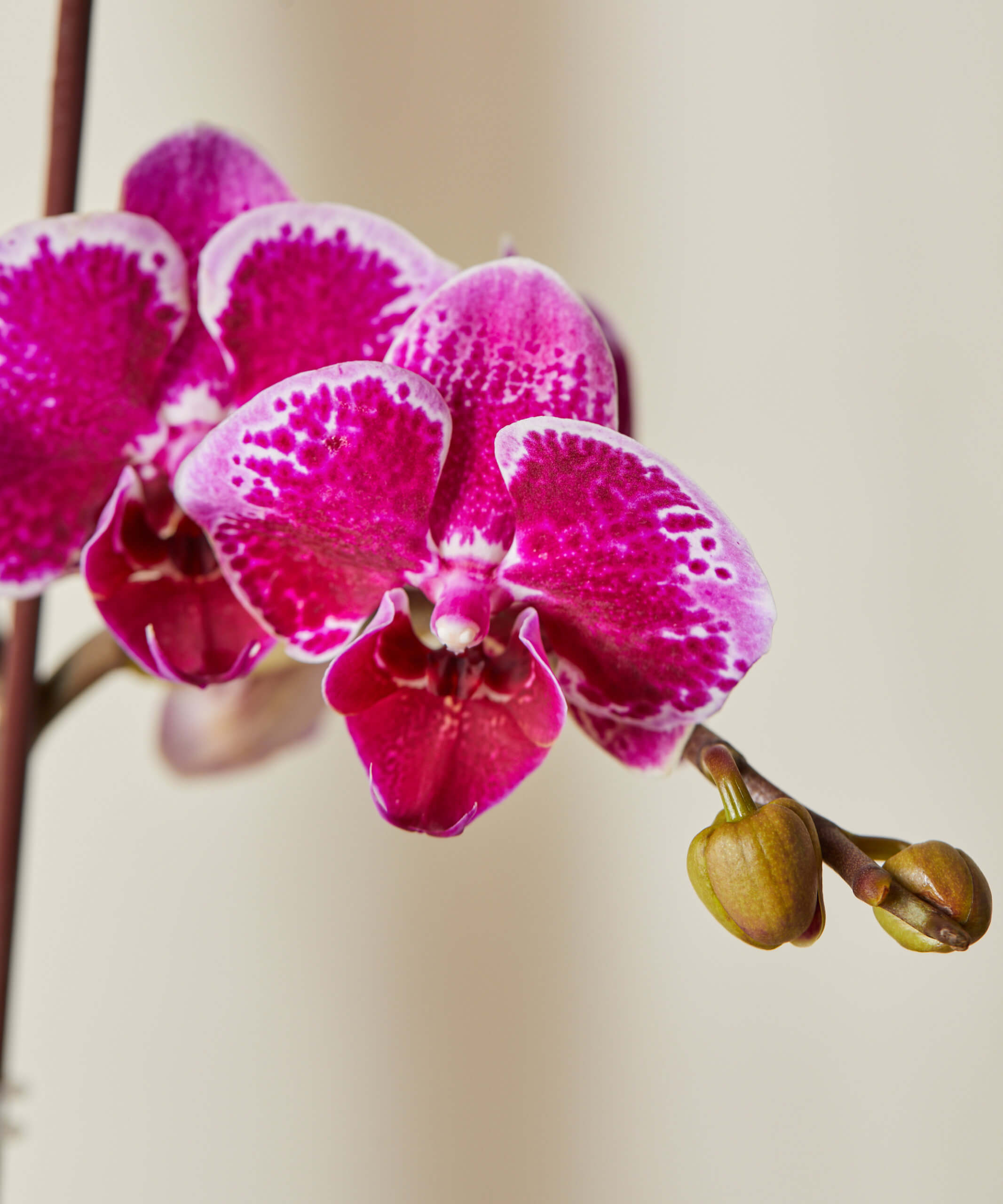 bloomscape_orchid-purple_medium_detail5