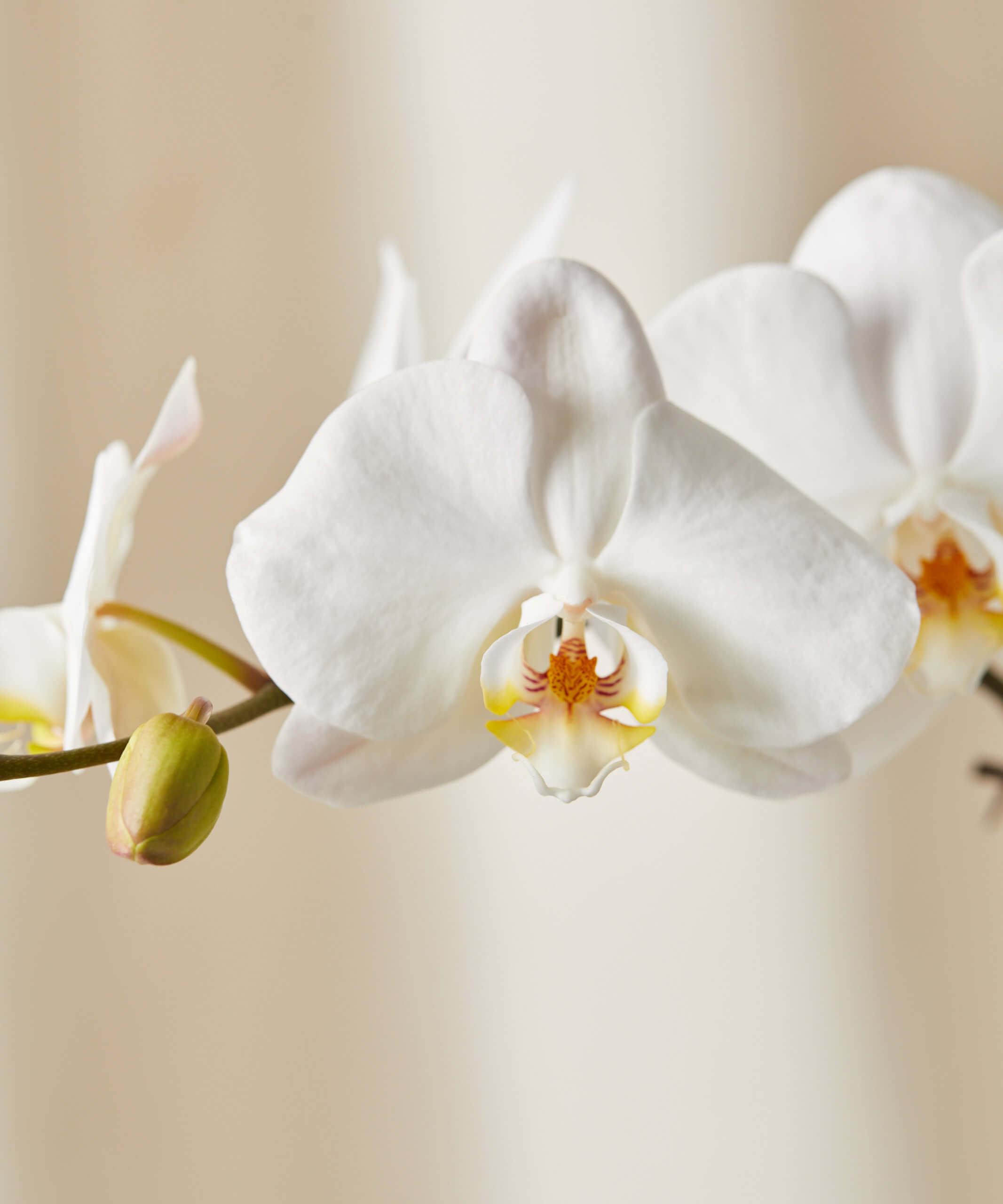 bloomscape_orchid-white_medium_detail2