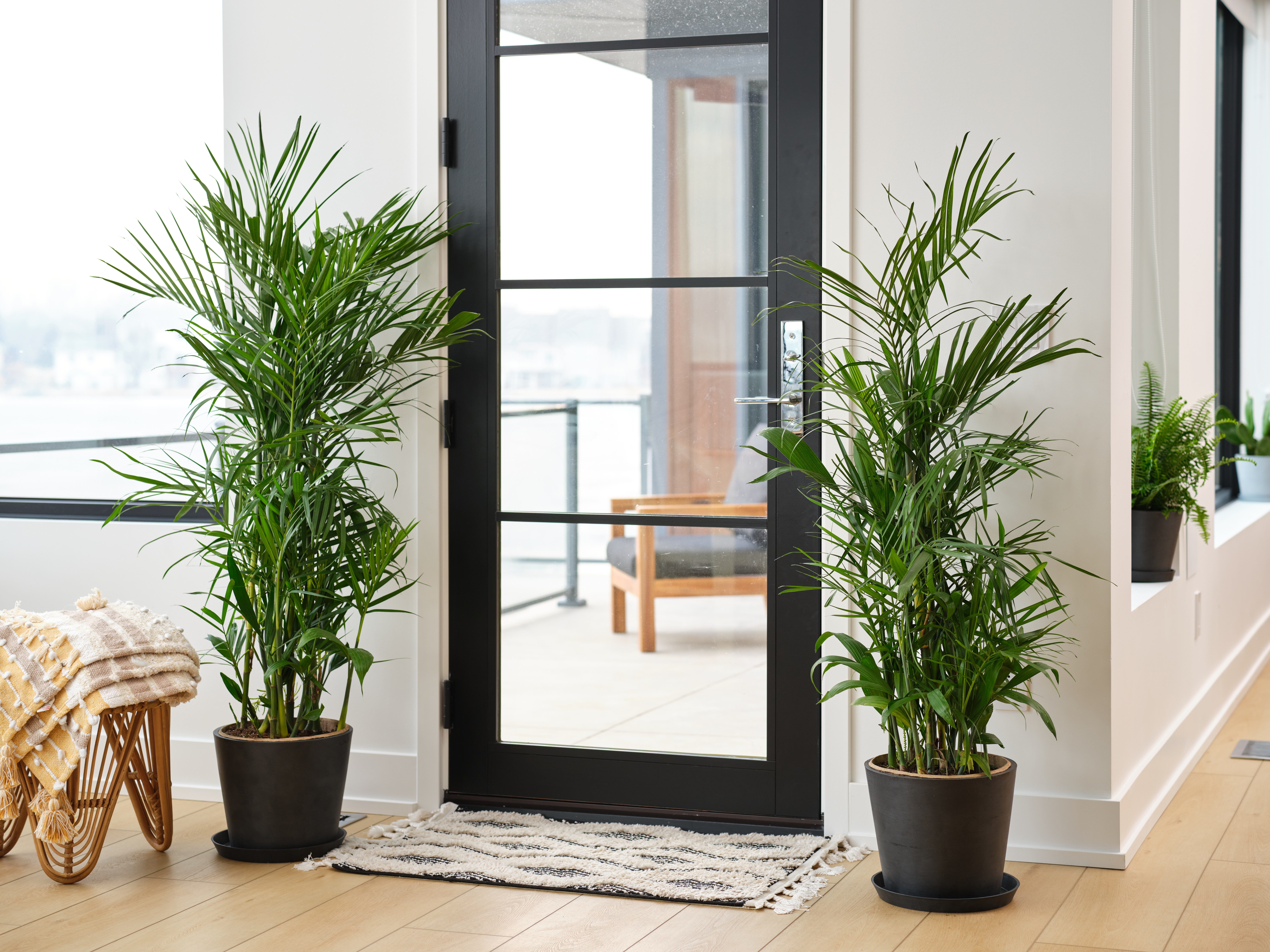 Bloomscape_bamboo_palm_x2_Location5485