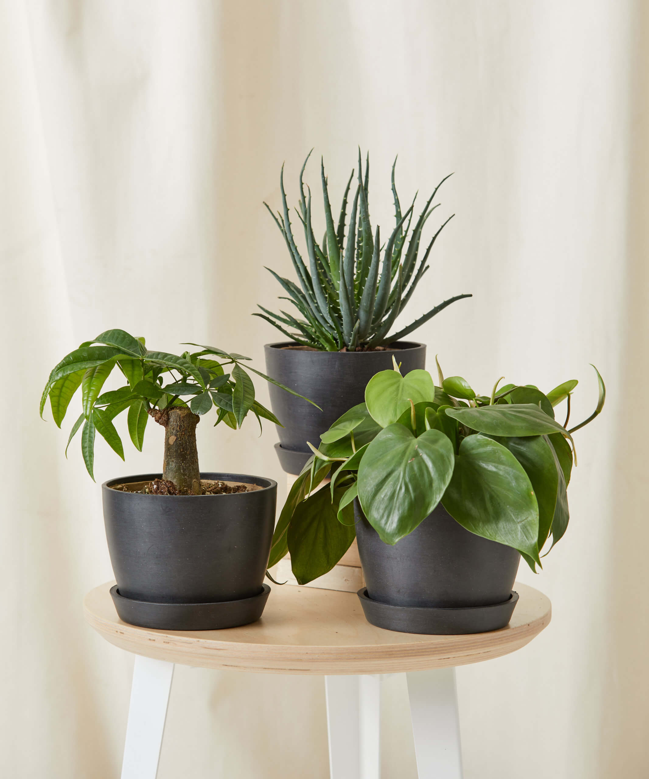 bloomscape_mini-beginner-set_sm_charcoal_edited