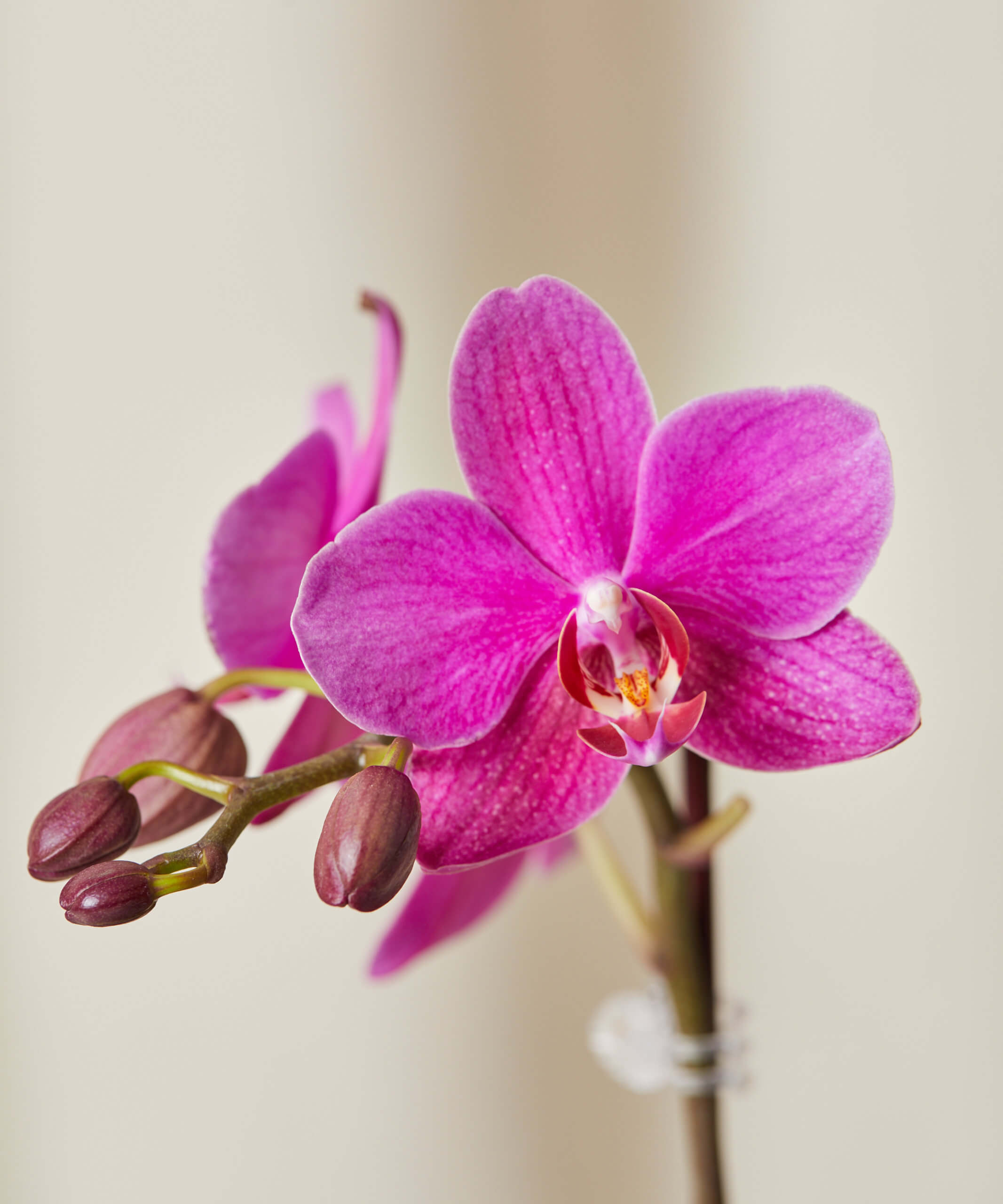 bloomscape_orchid-purple_medium_detail4