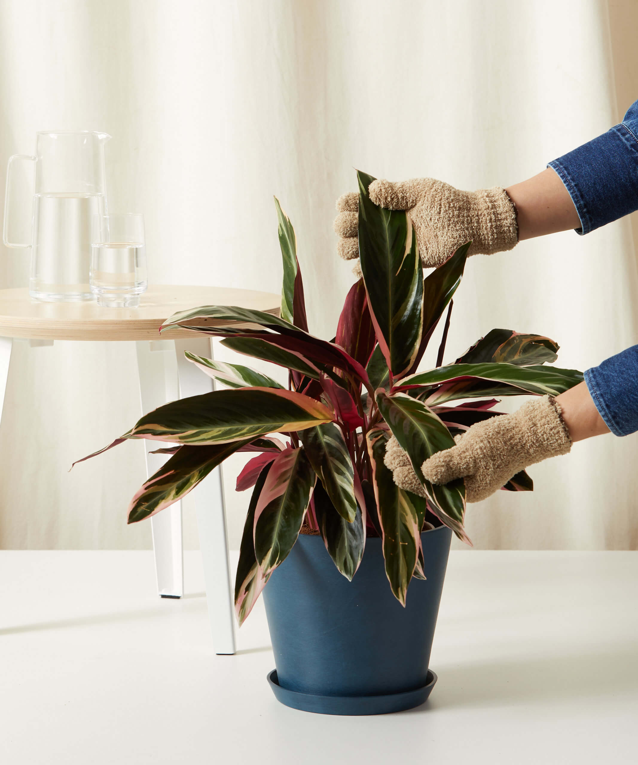 bloomscape_stromanthe_triostar_large_care-product