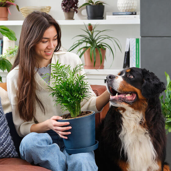 Shop Pet-Friendly Plants