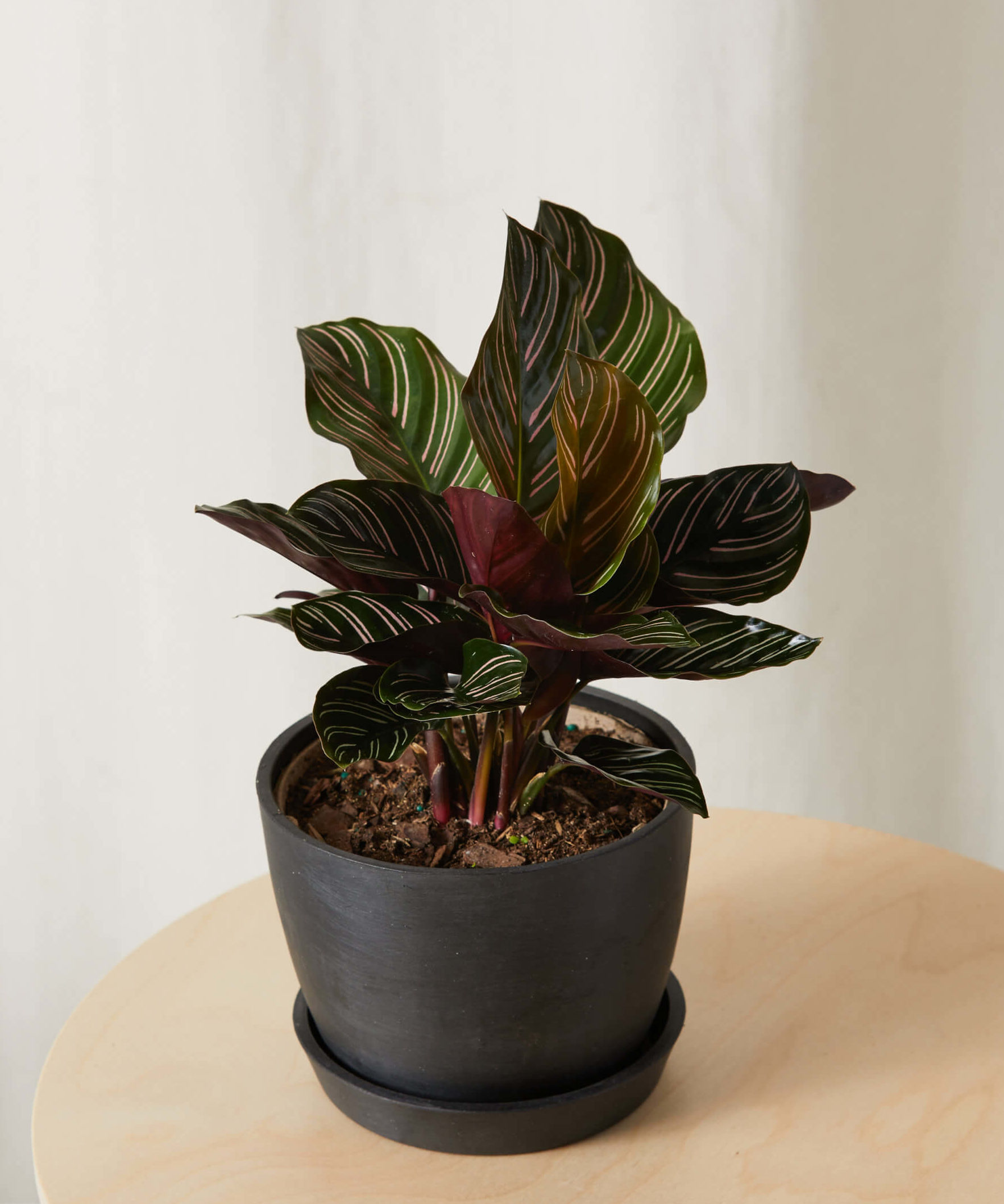 bloomscape_calathea-pinstripe_sm_angle2_Edited