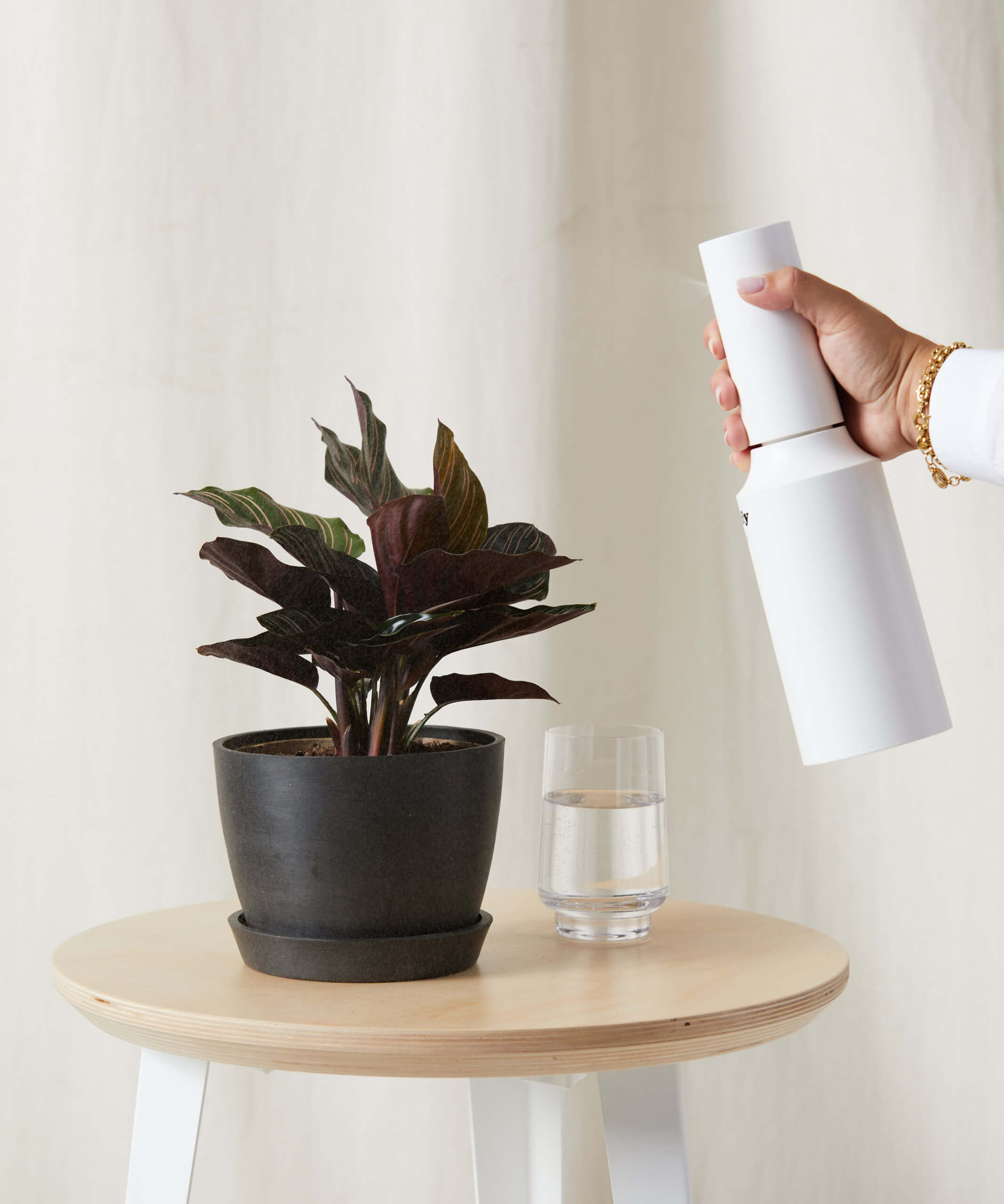 bloomscape_calathea-pinstripe_sm_care-product