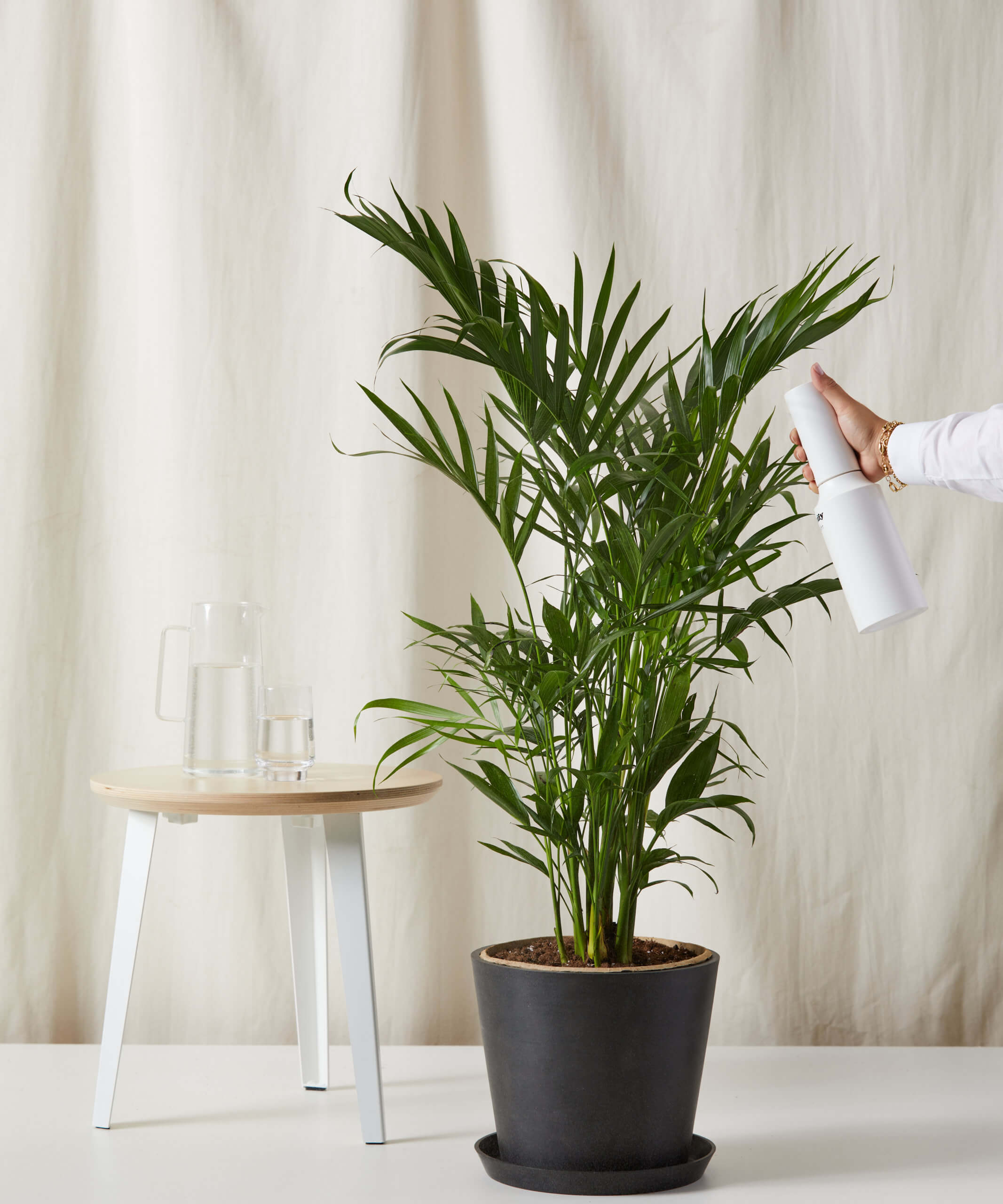 bloomscape_cat-palm_xxl_care-product