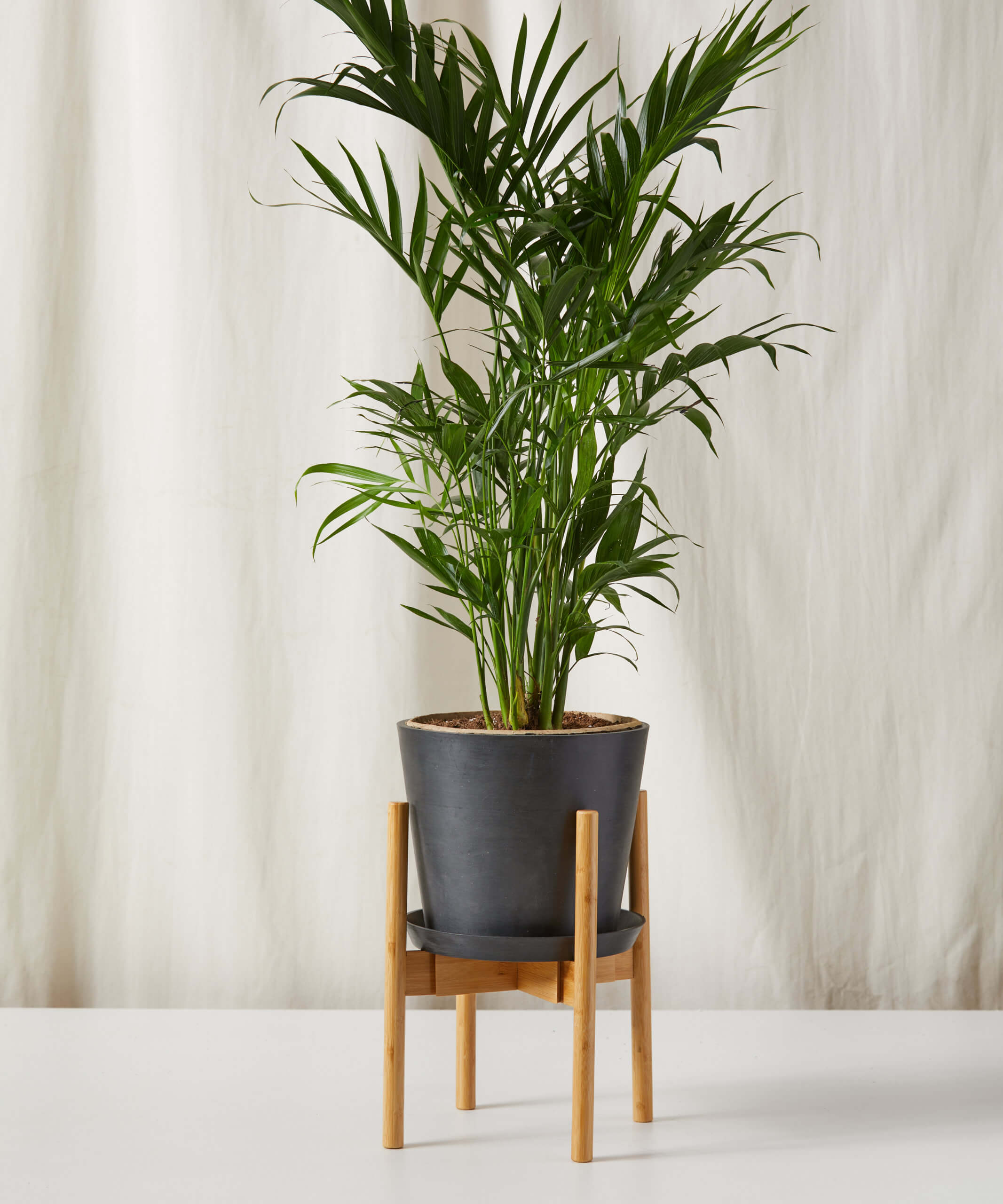 bloomscape_cat-palm_xxl_plant-stand
