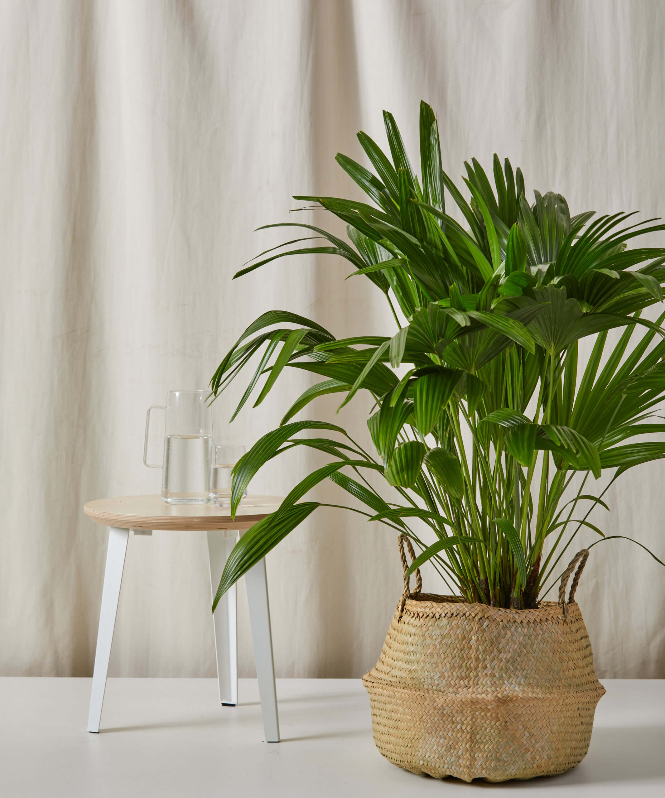 bloomscape_natural-basket_xl-xxl_4