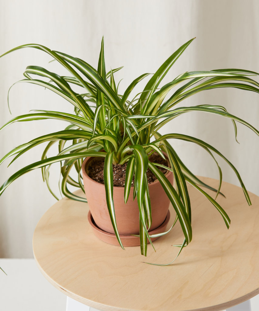 Spider Plant - Zodiac Plants for a Gemini