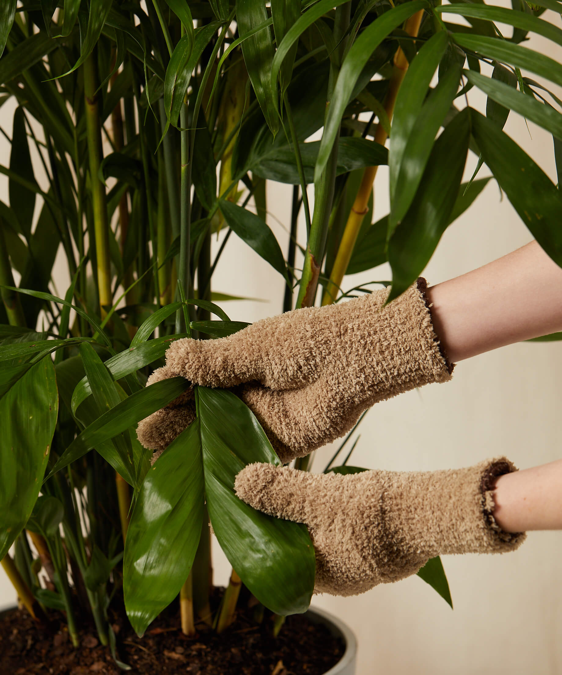 bloomscape_bamboo-palm_tree-size_care-product