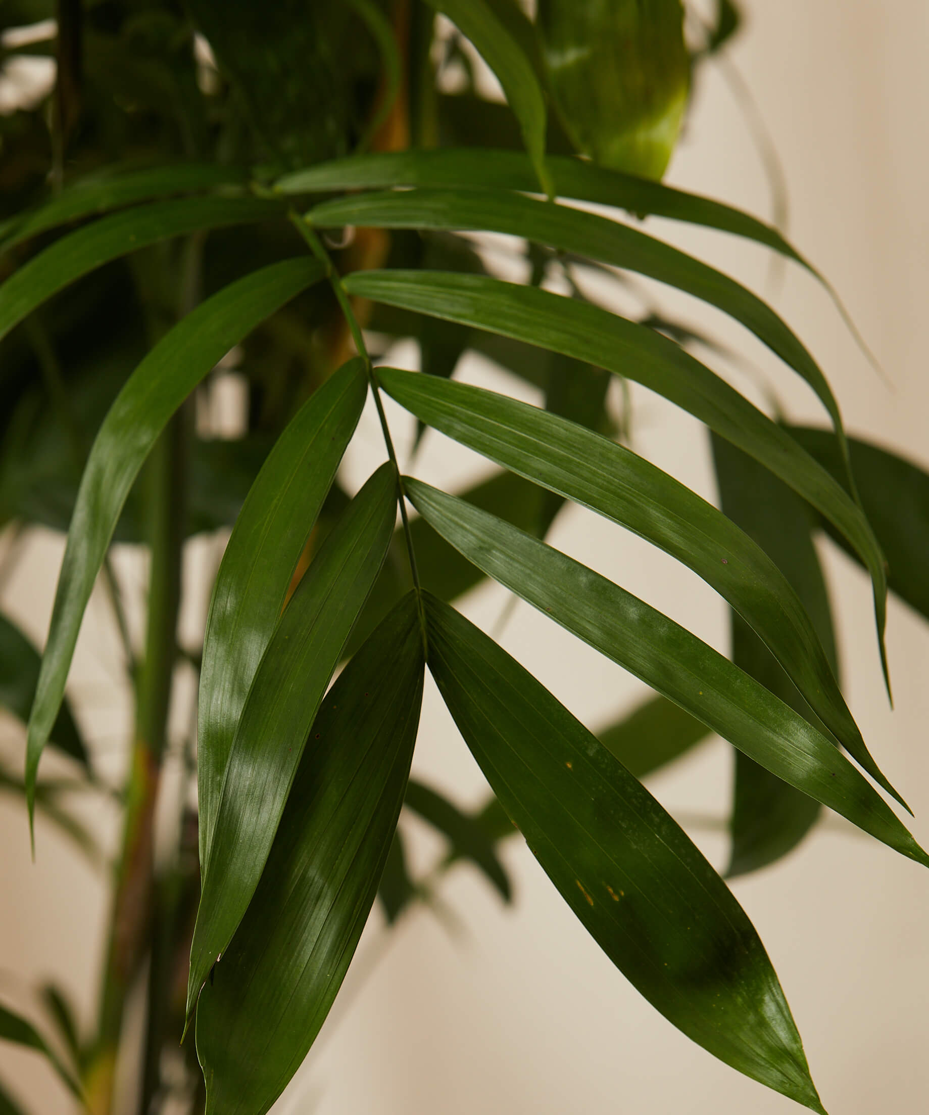 bloomscape_bamboo-palm_tree-size_detail