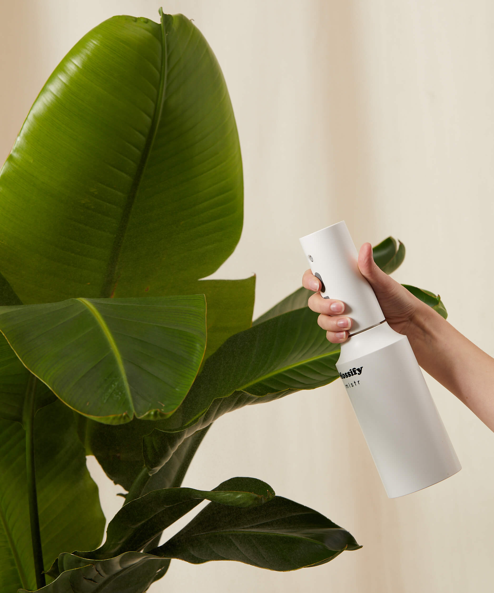 bloomscape_bird-of-paradise_tree-size_charcoal_care-product