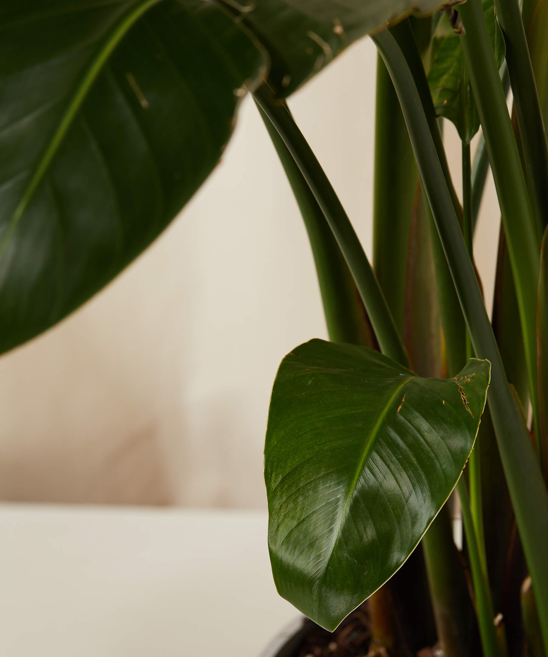 bloomscape_bird-of-paradise_tree-size_charcoal_detail