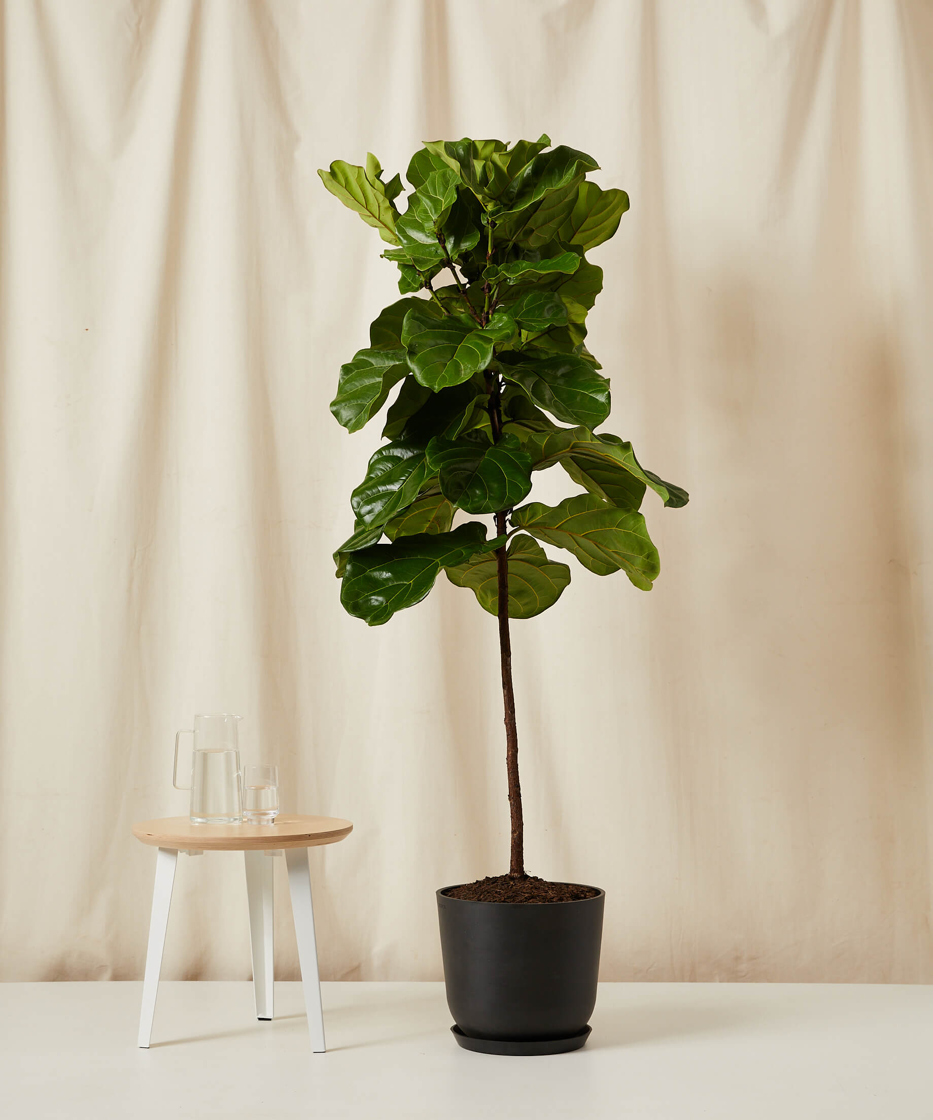 bloomscape_fiddle-leaf-fig_tree-size_charcoal_saucer