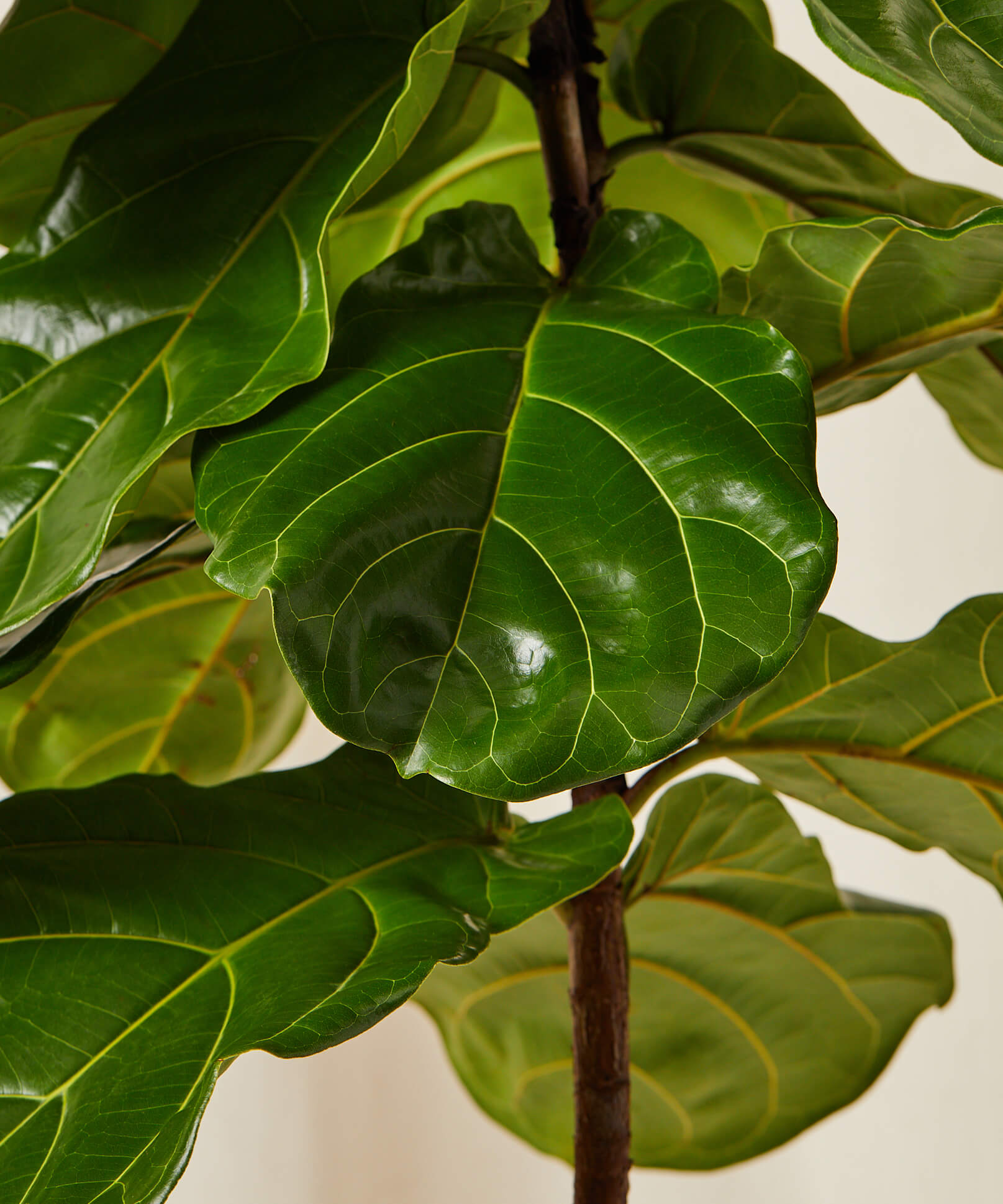 bloomscape_fiddle-leaf-fig_tree-size_detail_Edited