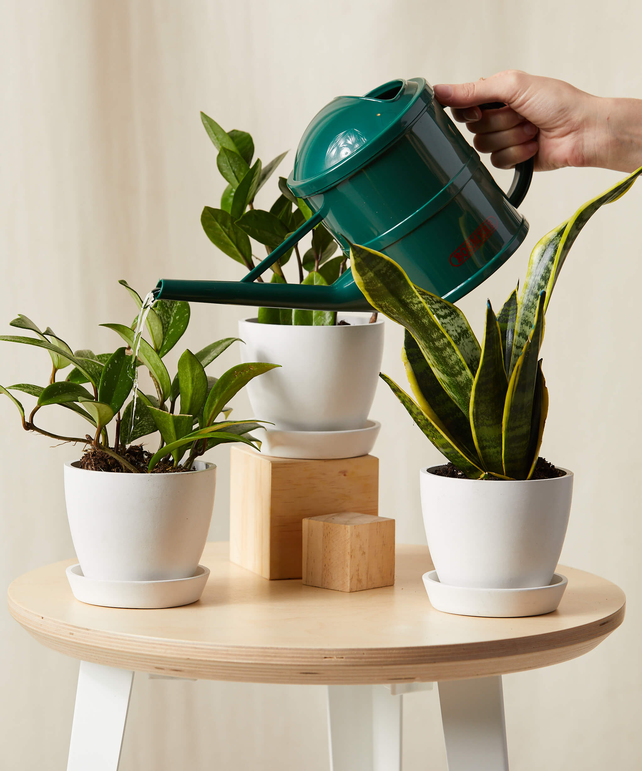 bloomscape_tough-stuff-collection_care-product