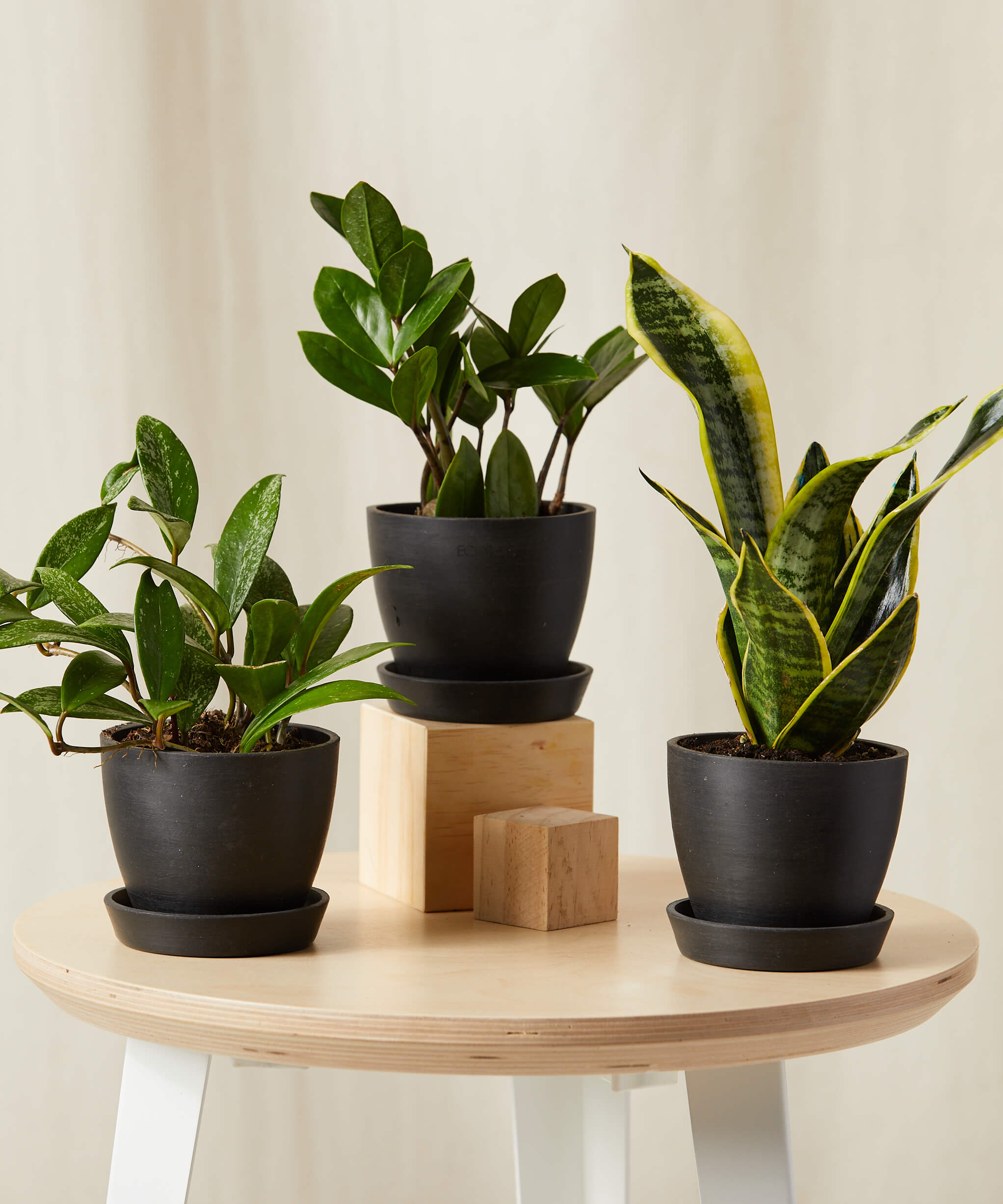 bloomscape_tough-stuff-collection_charcoal