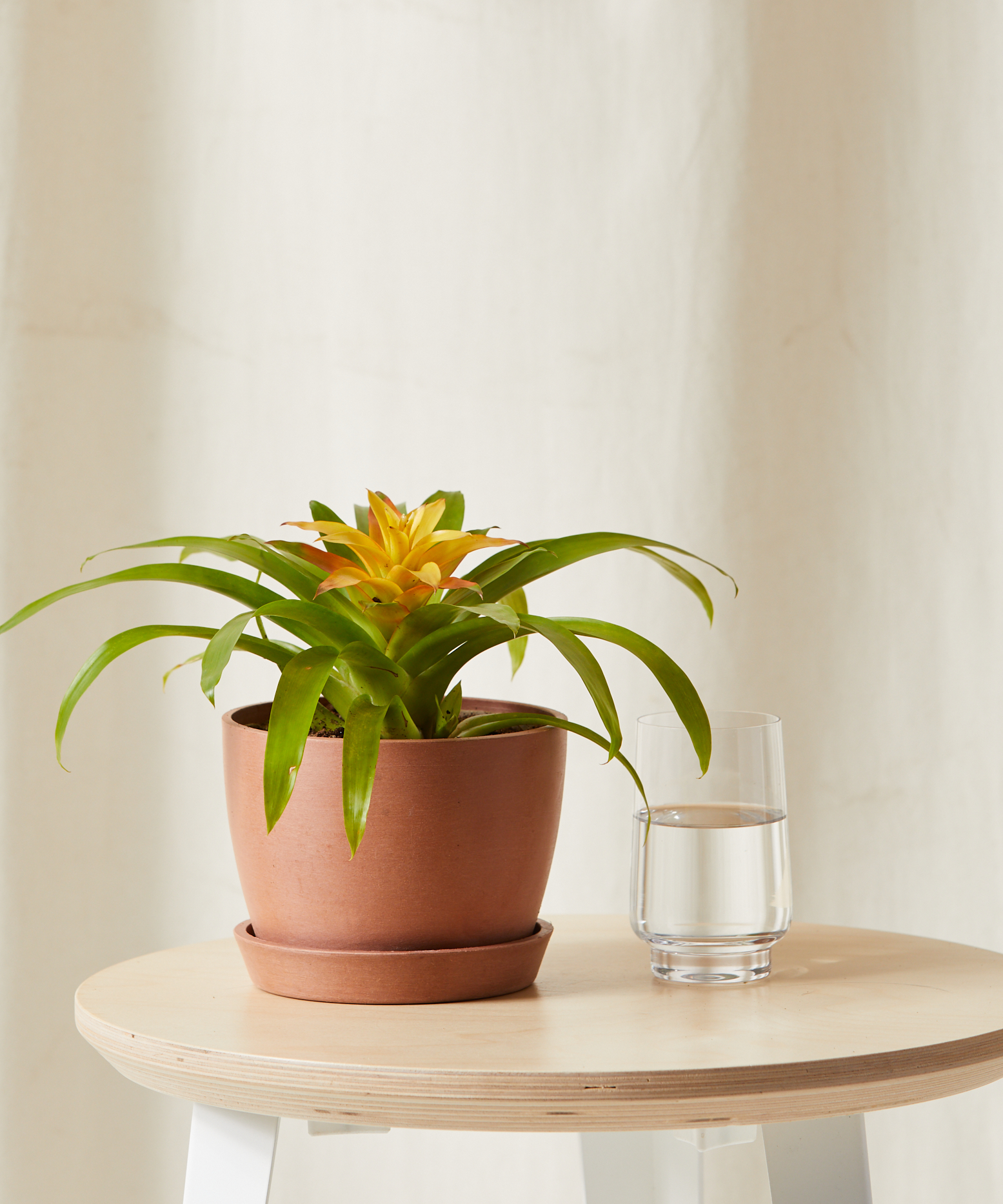 Bloomscape_yellow-bromeliad_SM_clay