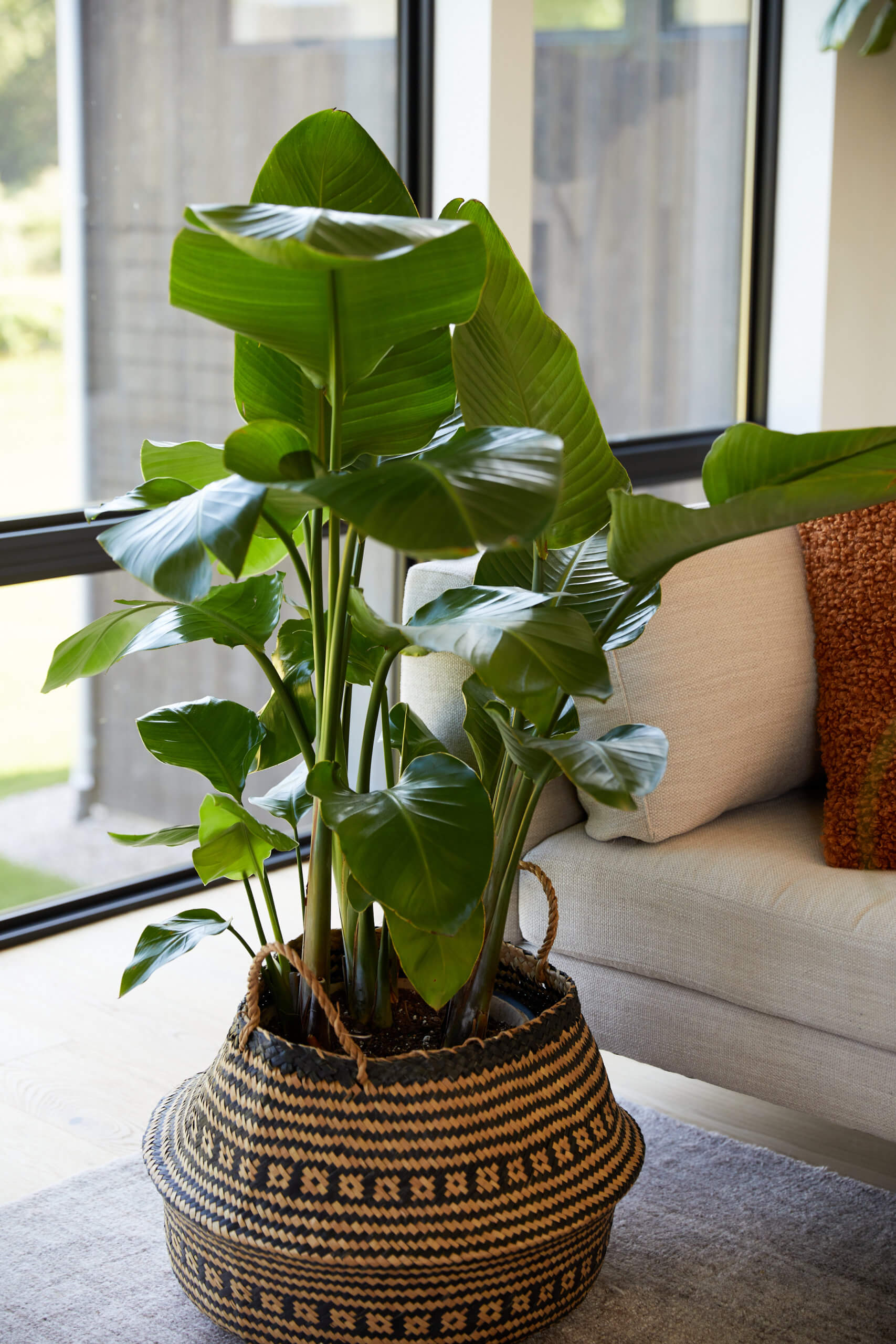 NoRatioEdit_Bloomscape-Handheld-029-basket