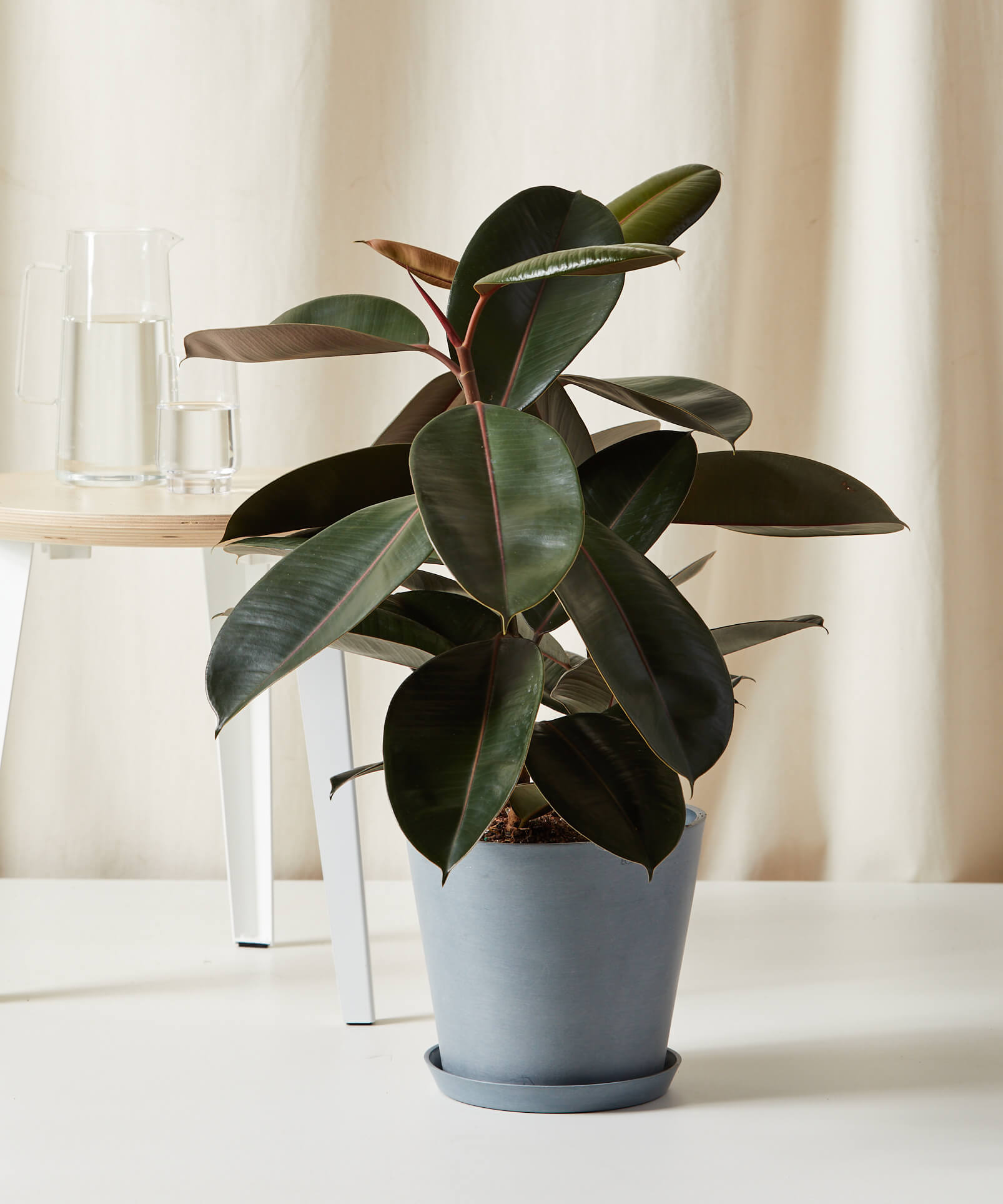 bloomscape_burgundy-rubber-tree_lg_slate