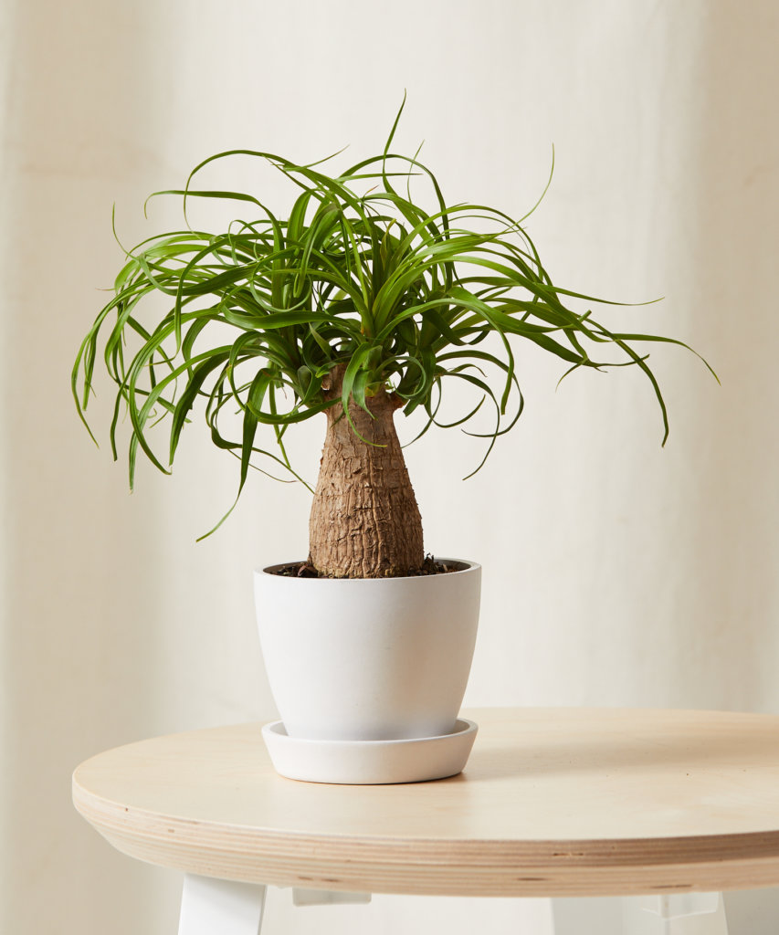 Ponytail Palm with long, arching leaves from a bulb-like base