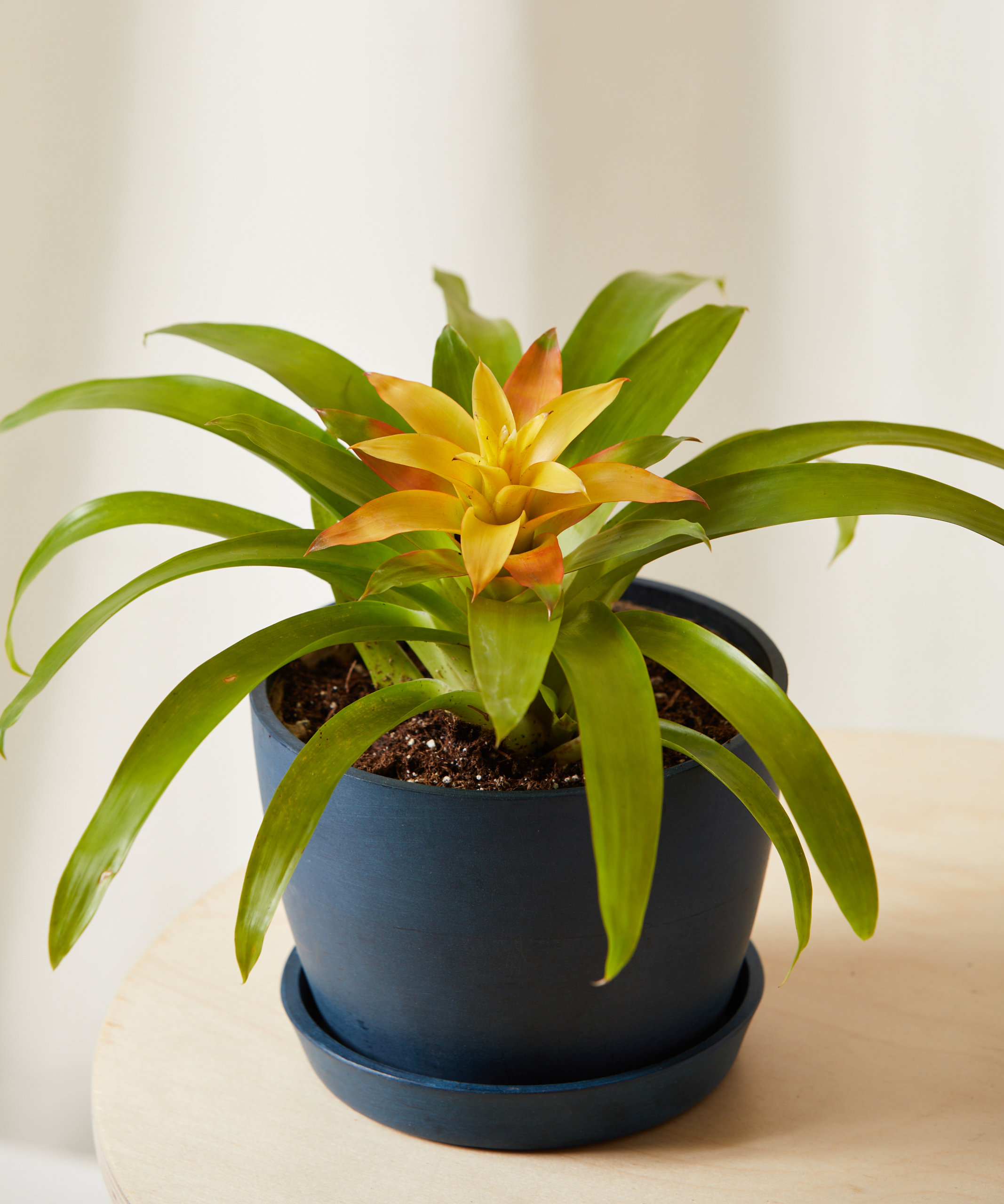 bloomscape_yellow-bromeliad_sm_angle2
