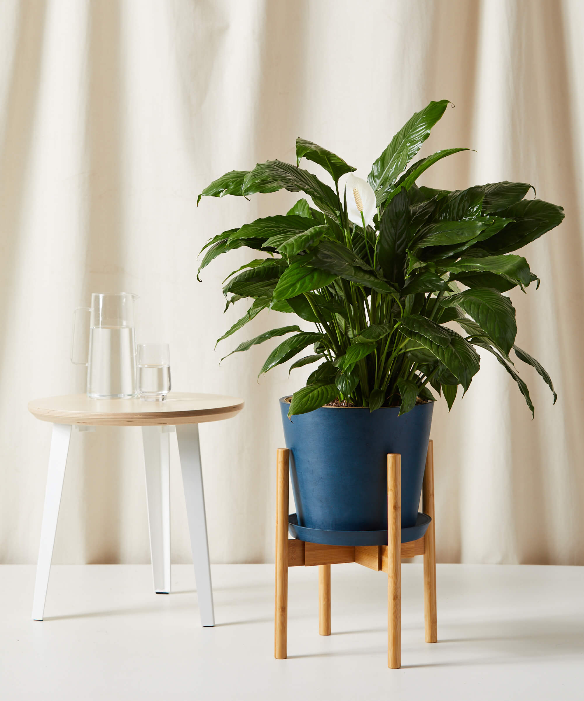 bloomscape_peace-lily_xl_stand_2