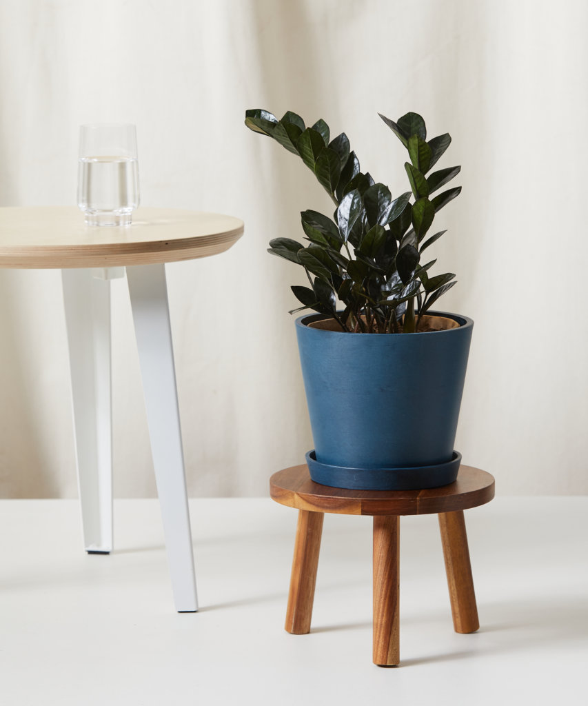 Glossy ZZ Plant leaves