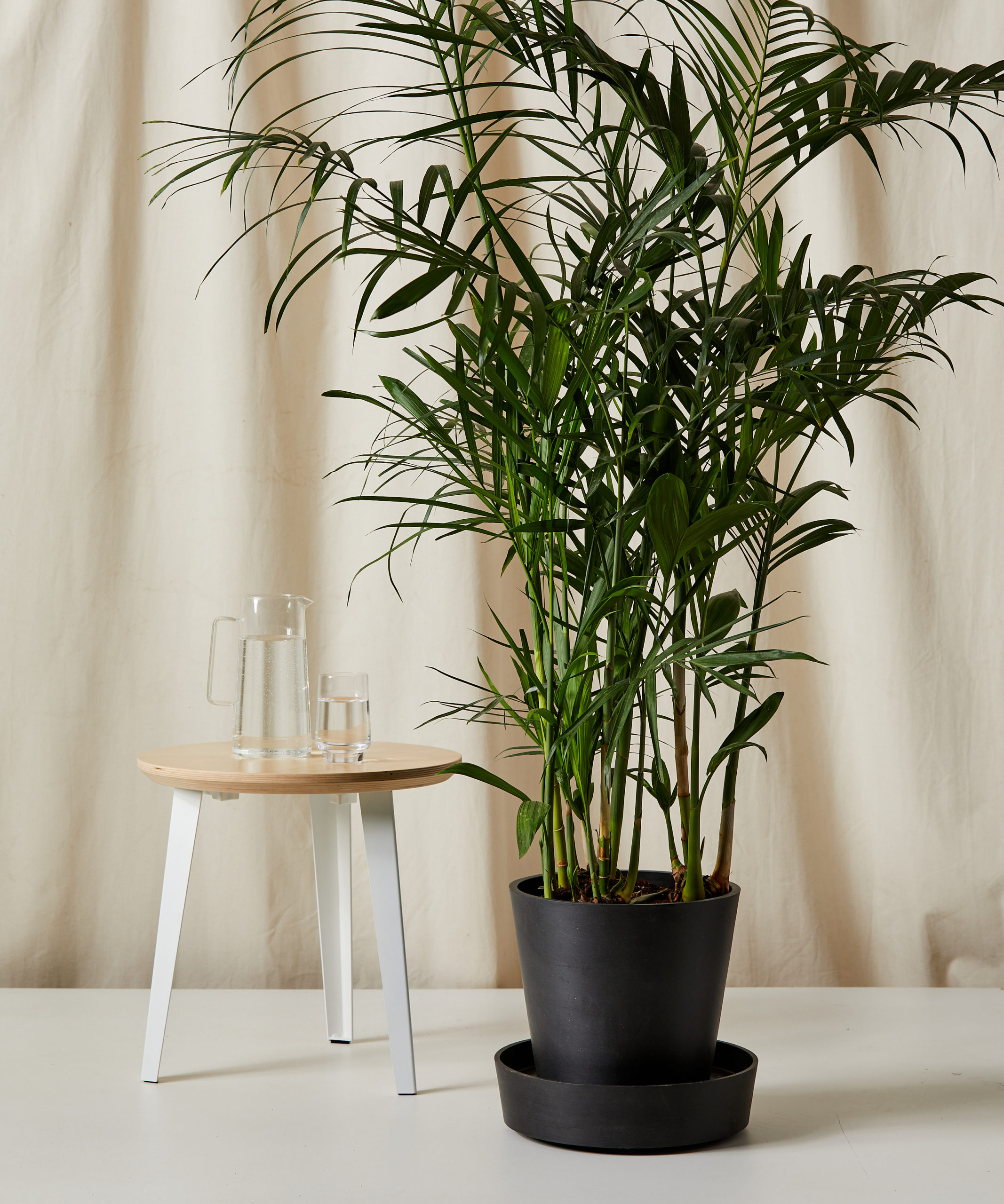 bloomscape_bamboo-palm_xl_saucer