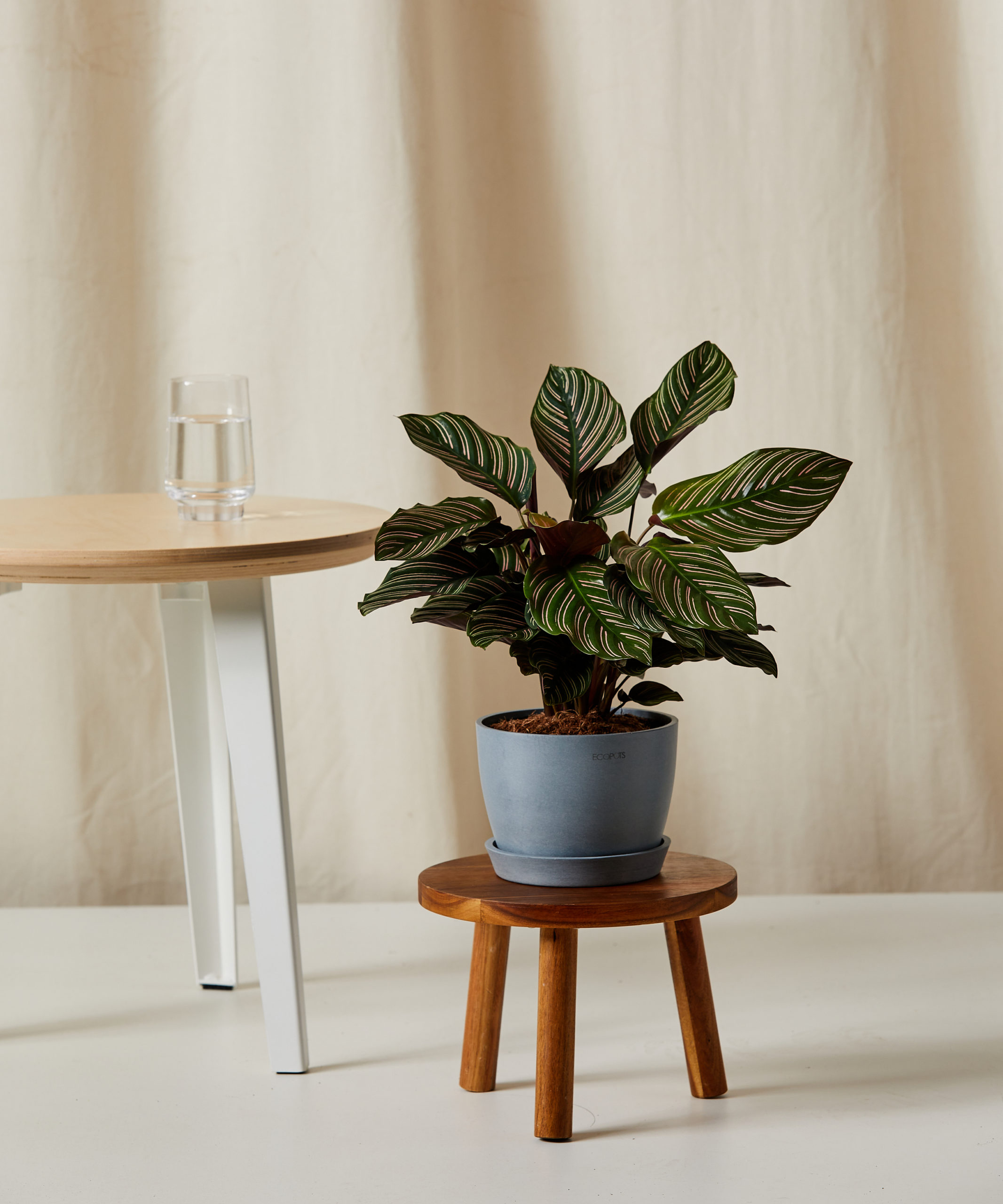bloomscape_calathea-pinstripe_sm_stool