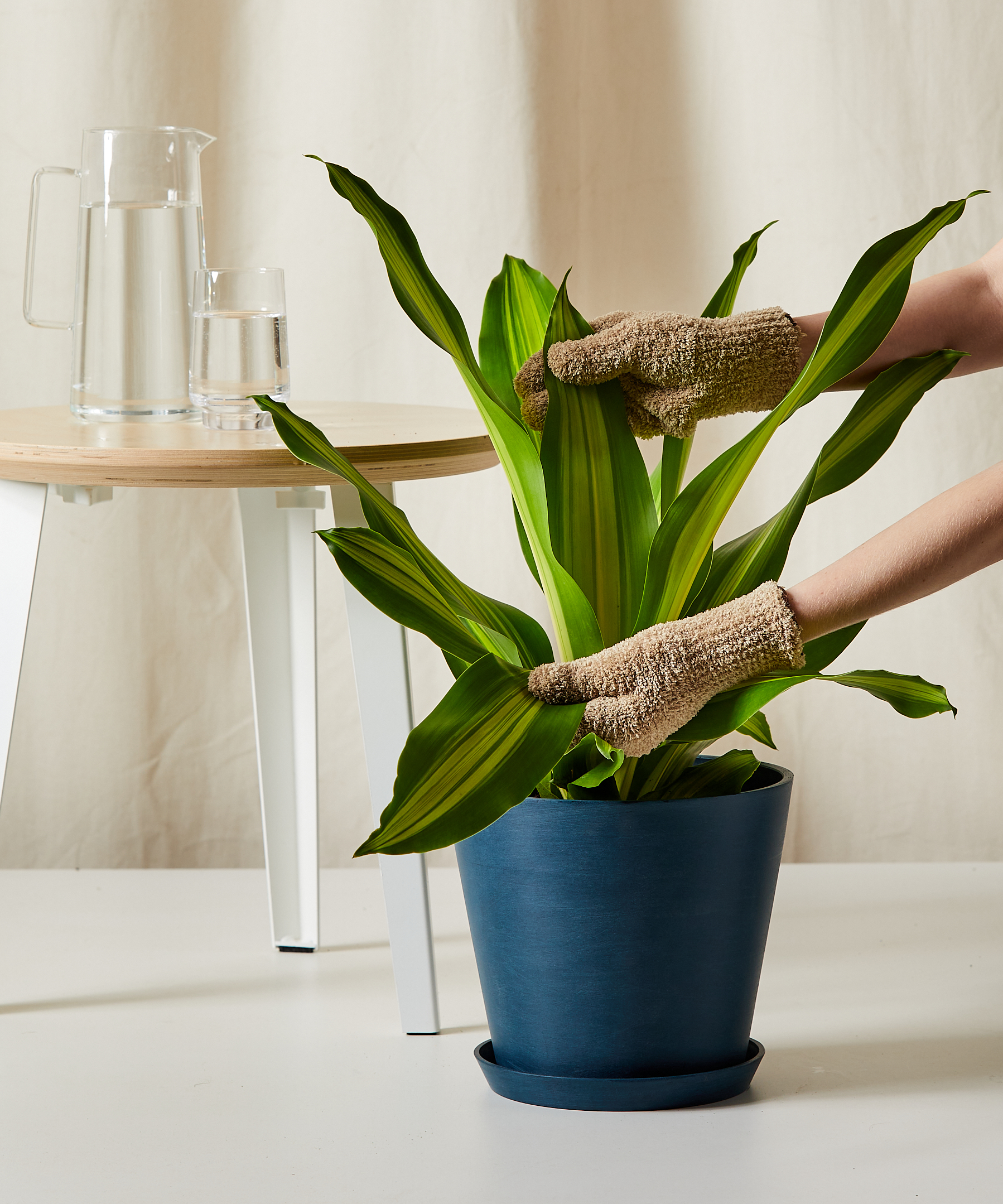 Dracaena Dracaena with slightly drooping leaves, placed in a bright indoor setting