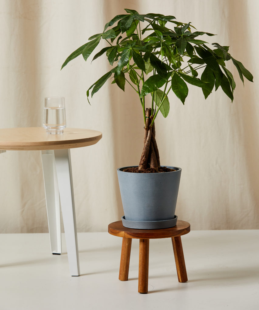 Money Tree Indoor Plant for Dark Spaces