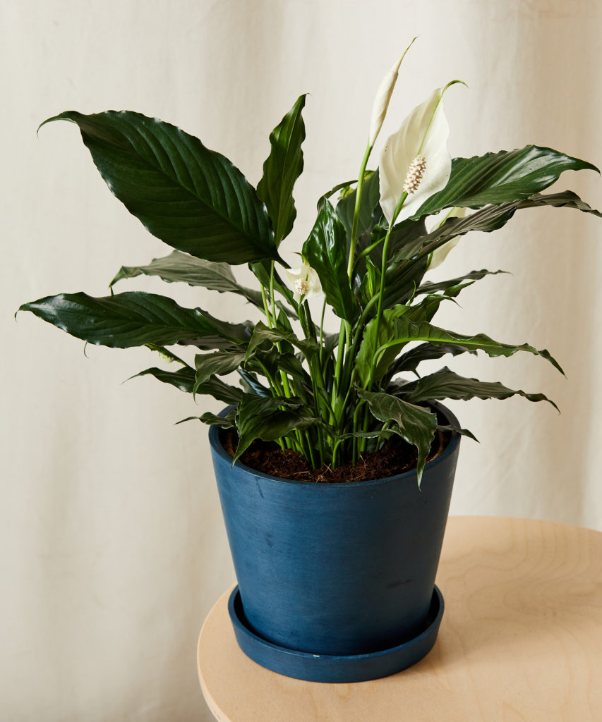 Peace Lilly Indoor Plant for Anxiety. 