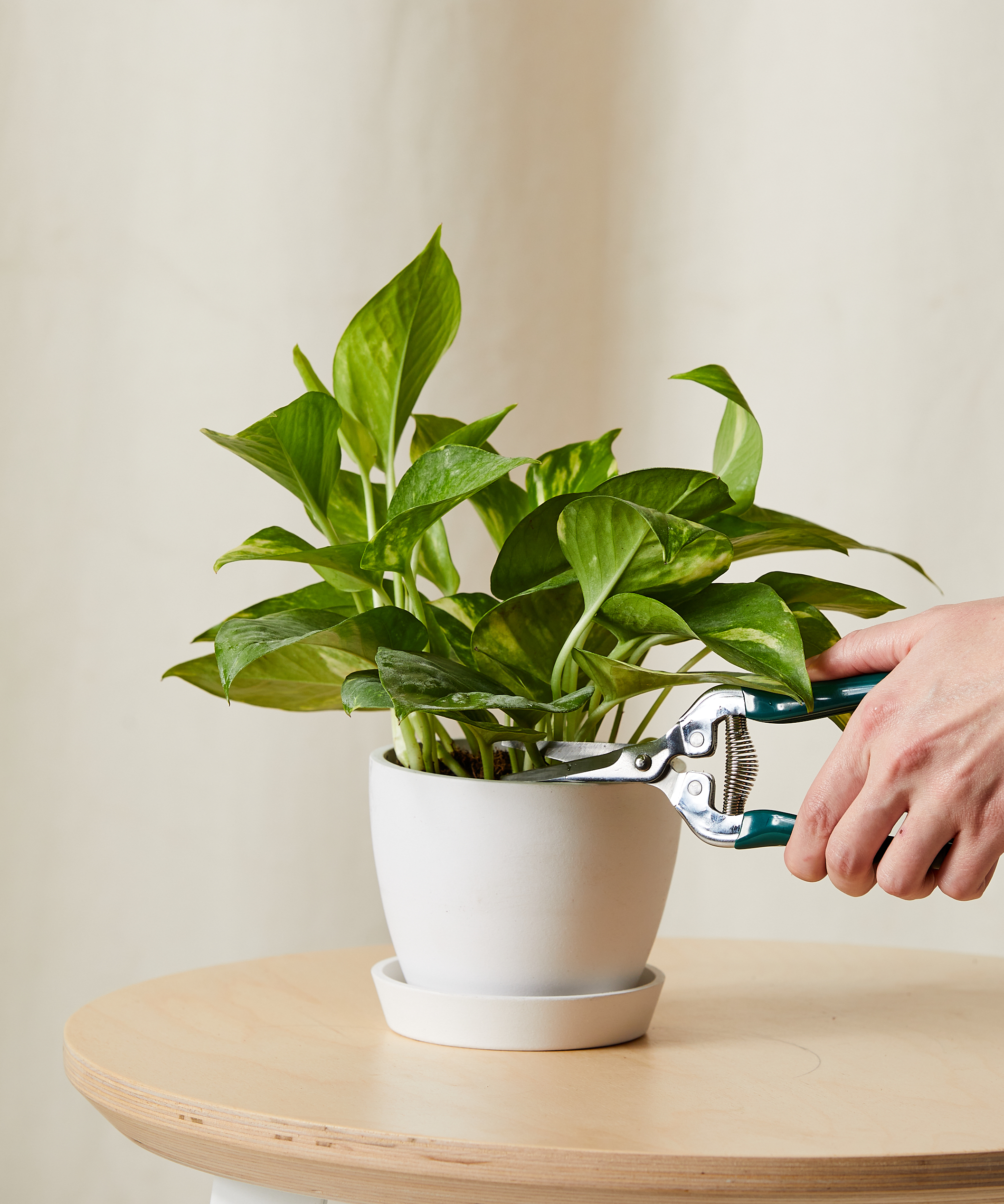 bloomscape_xs-golden-pothos-opp_xs_care-product