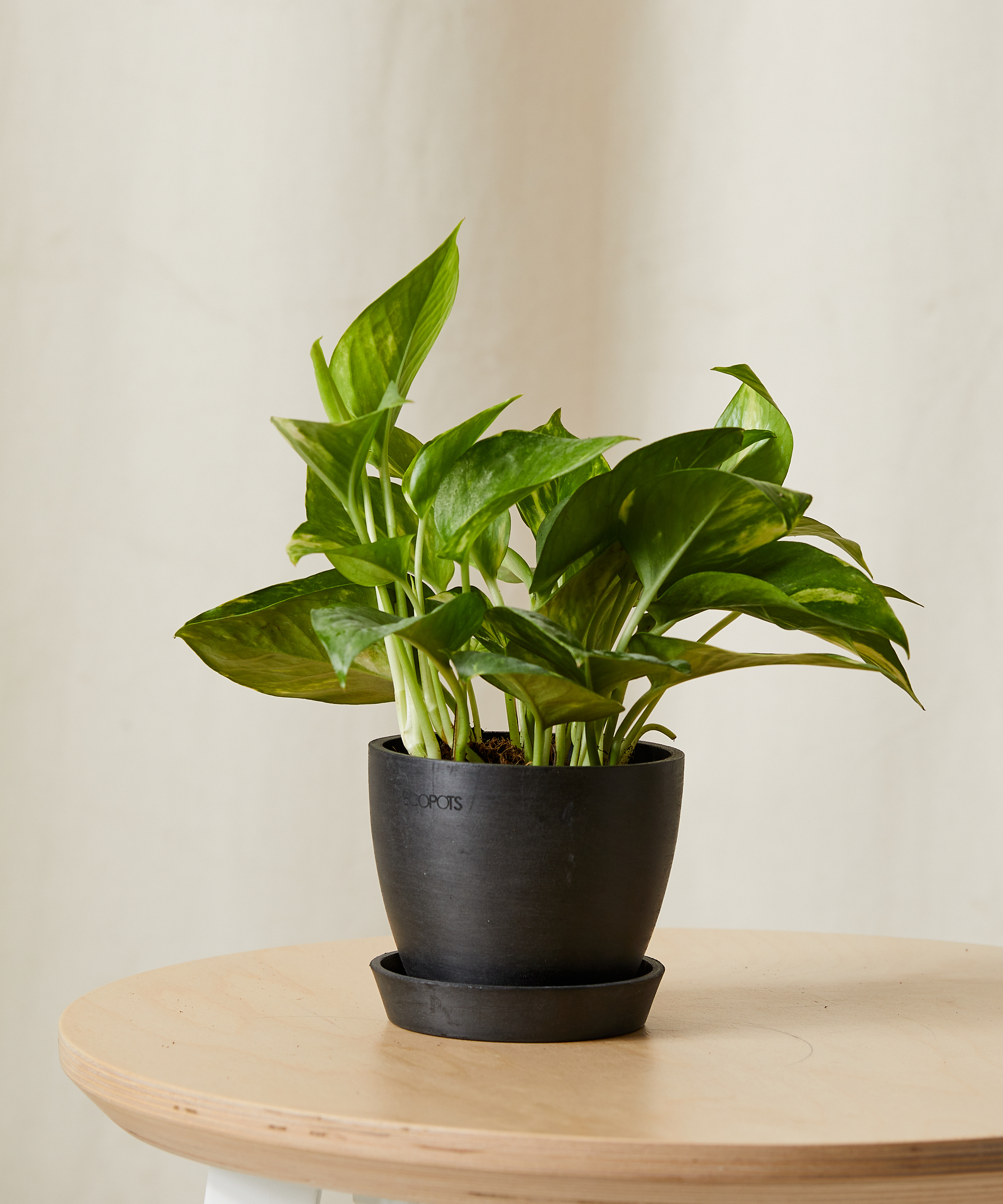 bloomscape_xs-golden-pothos-opp_xs_charcoal