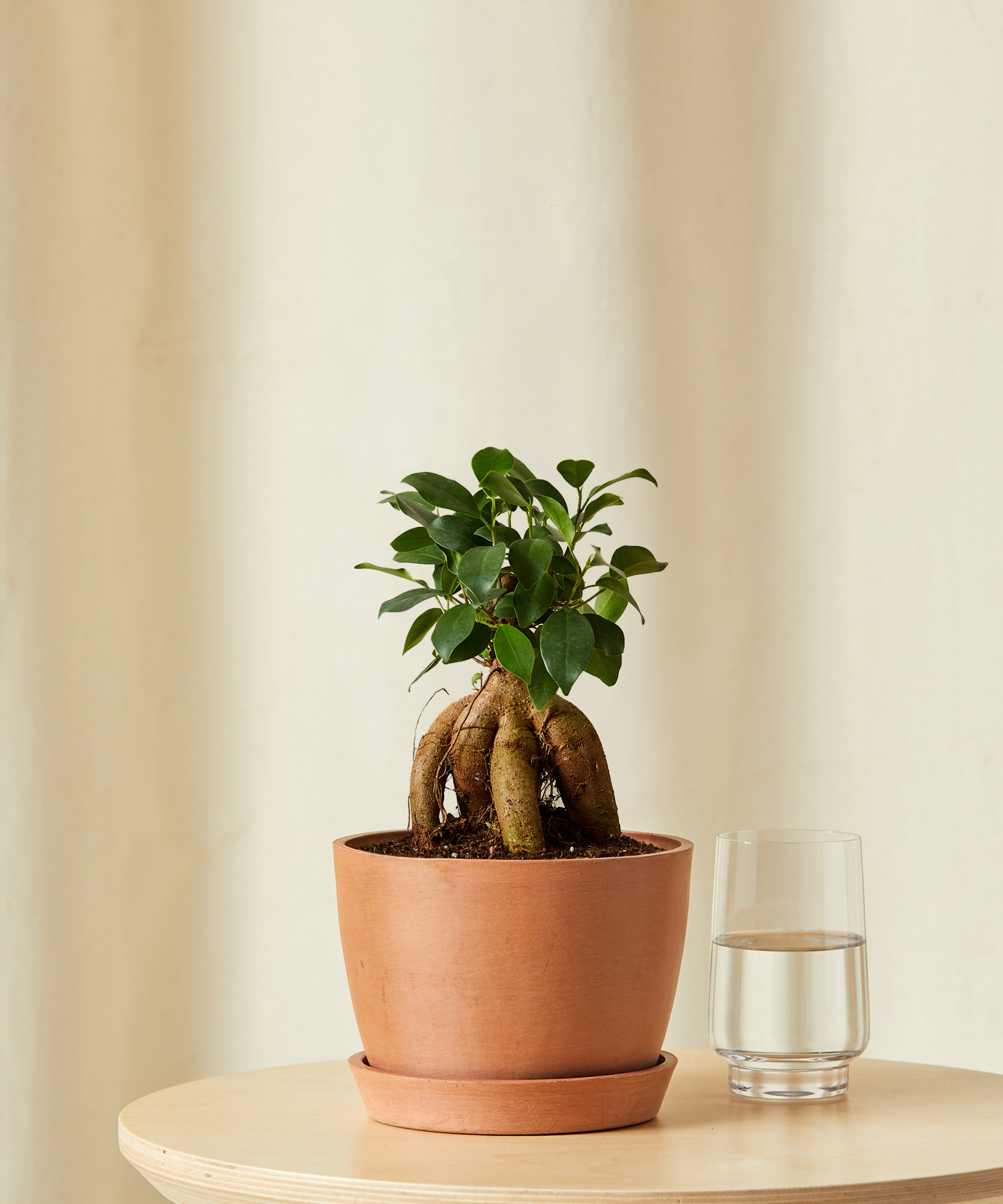 Dec2022_GinsengFicus_SmallPot_Edit_Clay